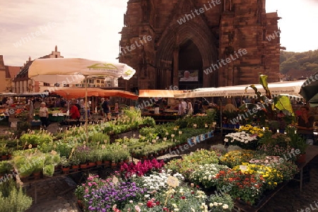 the market in the old town of Freiburg im Breisgau in the Blackforest in the south of Germany in Europe.