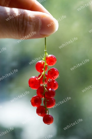 Johannisbeeren