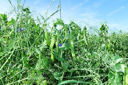 Erbsen auf dem Feld