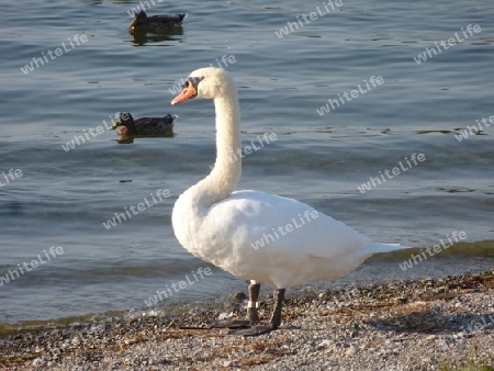 Wei?er Schwan am Ufer