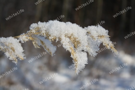 Gras mit Schnee