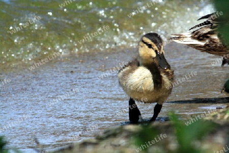 junge ente am strand