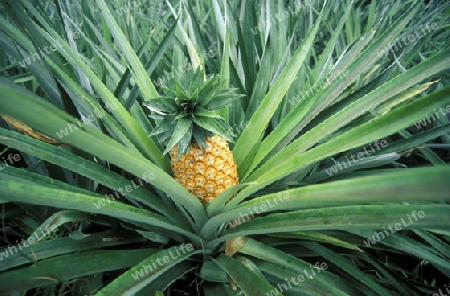 Eine Ananas auf einer Ananas Plantage auf der Insel Praslin auf den Seychellen im Indischen Ozean.