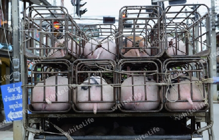 Ein Schweine Tranport im Dorf  Pai im norden von Thailand in Suedostasien.