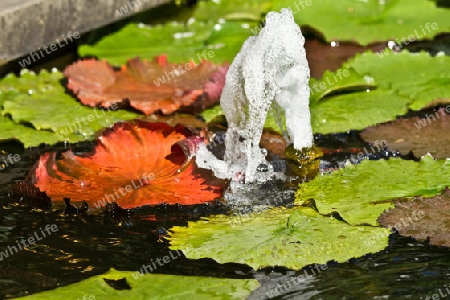 Springbrunnen im Teich