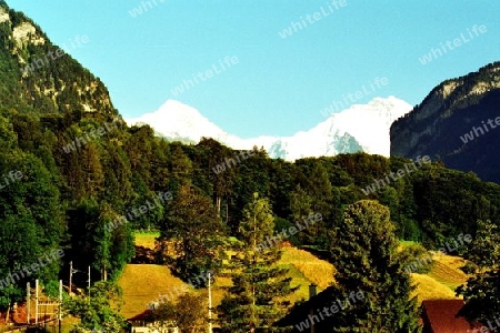 Jungfraublick im Sommer aus Wilderswil