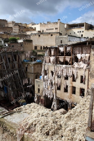 The Leather production in the old City in the historical Town of Fes in Morocco in north Africa.