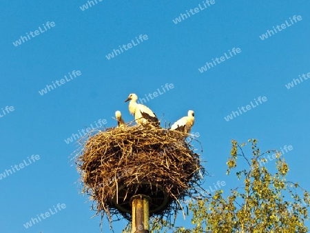 junge Wei?st?rche im Nest