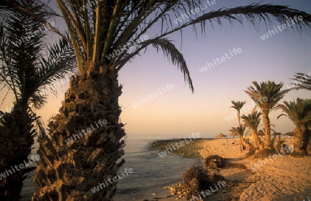 Ein Sandstrand auf der Insel Jierba im Sueden von Tunesien in Nordafrika.