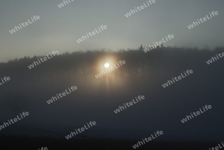 Nebliger Wald