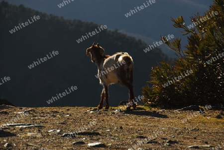 Bergziege im Gegenlicht