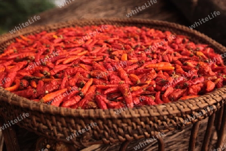 Chili Schoten werden an der luft getrocknet in der Bergregion beim Dorf Kasi an der Nationalstrasse 13 zwischen Vang Vieng und Luang Prabang in Zentrallaos von Laos in Suedostasien. 