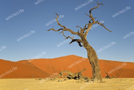 Kameldornb?ume (Acacia erioloba), auch Kameldorn oder Kameldornakazie im letzten Abendlicht,  Namib Naukluft Nationalpark, Deadvlei, Dead Vlei, Sossusvlei, Namibia, Afrika