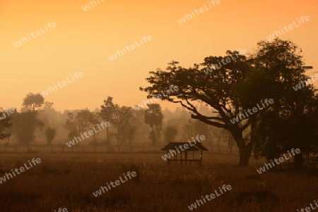 Die Landwirtschaft mit Reisfeldern im Winter bei Amnat Charoen im Isan im osten von Thailand,