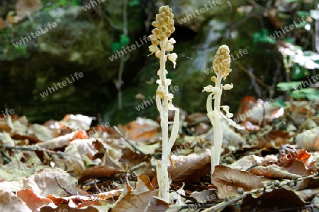 Vogel-Nestwurz, Neottia nidus-avis