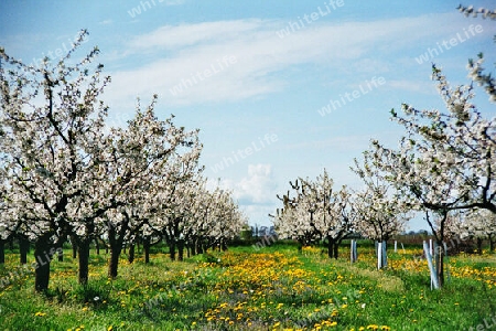 Die Apfelblüte in den Glindower-Alpen