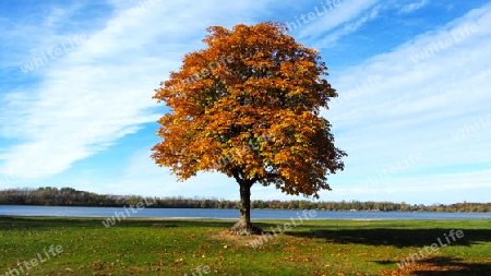 Herbstbaum