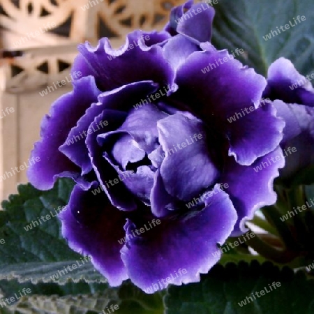 Gloxinia P6130323