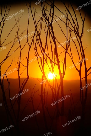 Sonnenuntergang hinter Strauch