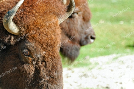 Bison Head