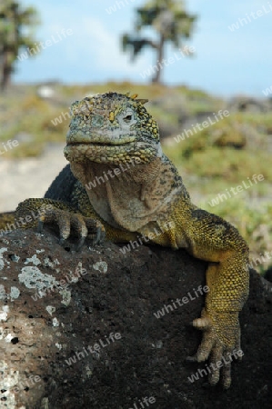 Iguana