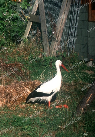 sitzender storch