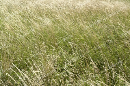 natural background with long grass