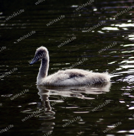 junger schwan im wasser