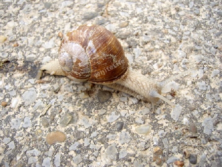 Weinbergschnecke