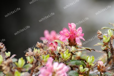 Rostbl?ttrige Alpenrose, Rhododendron ferrugineum