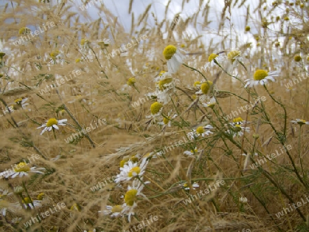 Detail eines Kornfeldes mit Kamilleblumen