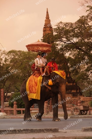 Ein Elephanten Taxi vor einem der vielen Tempel in der Tempelstadt Ayutthaya noerdlich von Bangkok in Thailand.