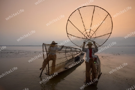 Fishermen at sunrise in the Landscape on the Inle Lake in the Shan State in the east of Myanmar in Southeastasia.