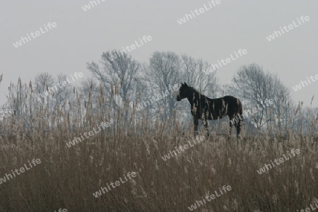 Pferd im Schilf