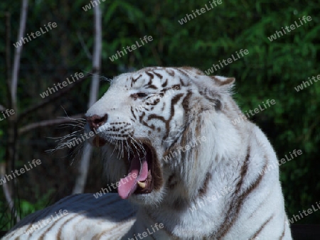 bruellender weisser Tiger