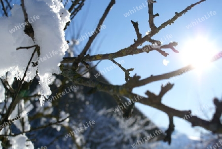 Makro Schneebaum Sonne