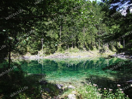 gr?ne Natur am Eibsee