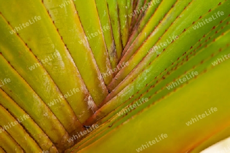 Palmenblatt auf Gran Canaria