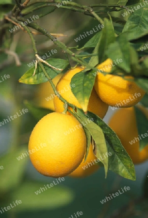 Orangen Fruechte an einem baum im sueden von Zypern im Mittelmeer.