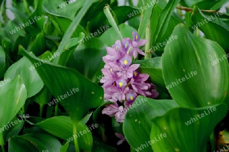 Wasser-Hyazinthe - Eichhornia crassipes