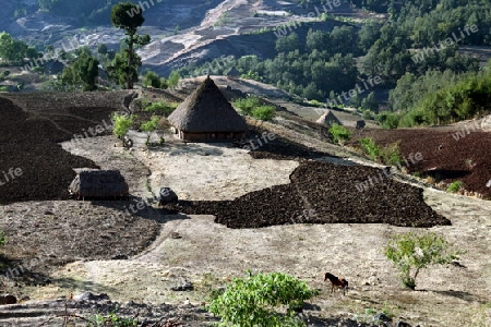 Die Berglandschaft beim Bergdorf Maubisse suedlich von Dili in Ost Timor auf der in zwei getrennten Insel Timor in Asien.  