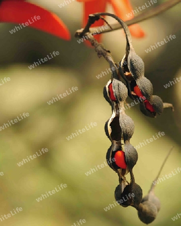 Indisches Blumenrohr, Samen - Canna indica