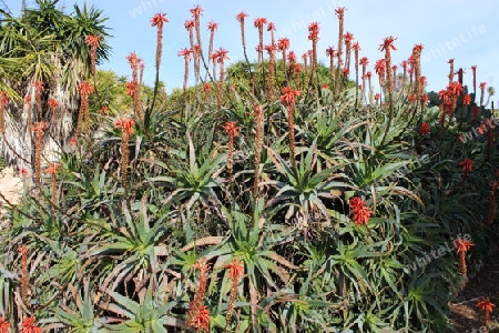 Bl?hender Aloe Vera Strauch