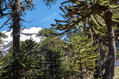 Blick auf den Lonquimay in Chile