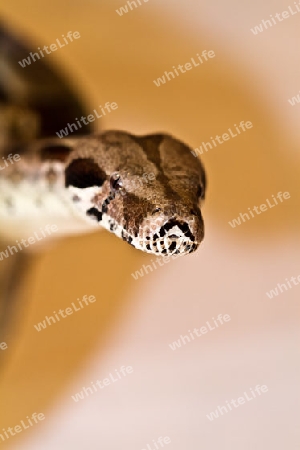 Boa Constrictor