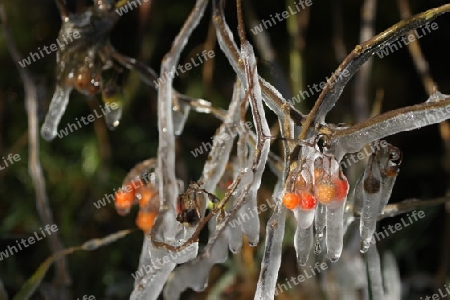 Beeren im Eis