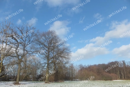 Winter,Baeume,Wolken,Skyline