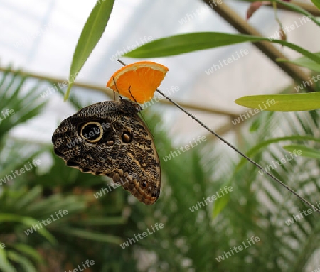 Bananenfalter mit Orange