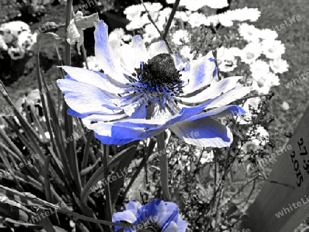 Die blaue Blume