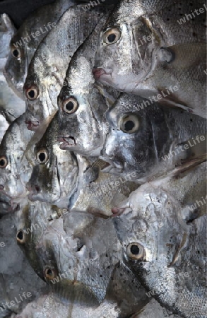 Fische auf dem Markt von Nonthaburi im Norden von Bangkok der Hauptstadt von Thailand in Suedostasien.  